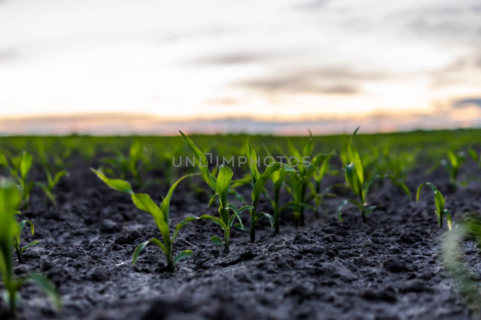 Young green maize corn in the agricultural cornfield in the evening sunset. Agriculture. by vovsht