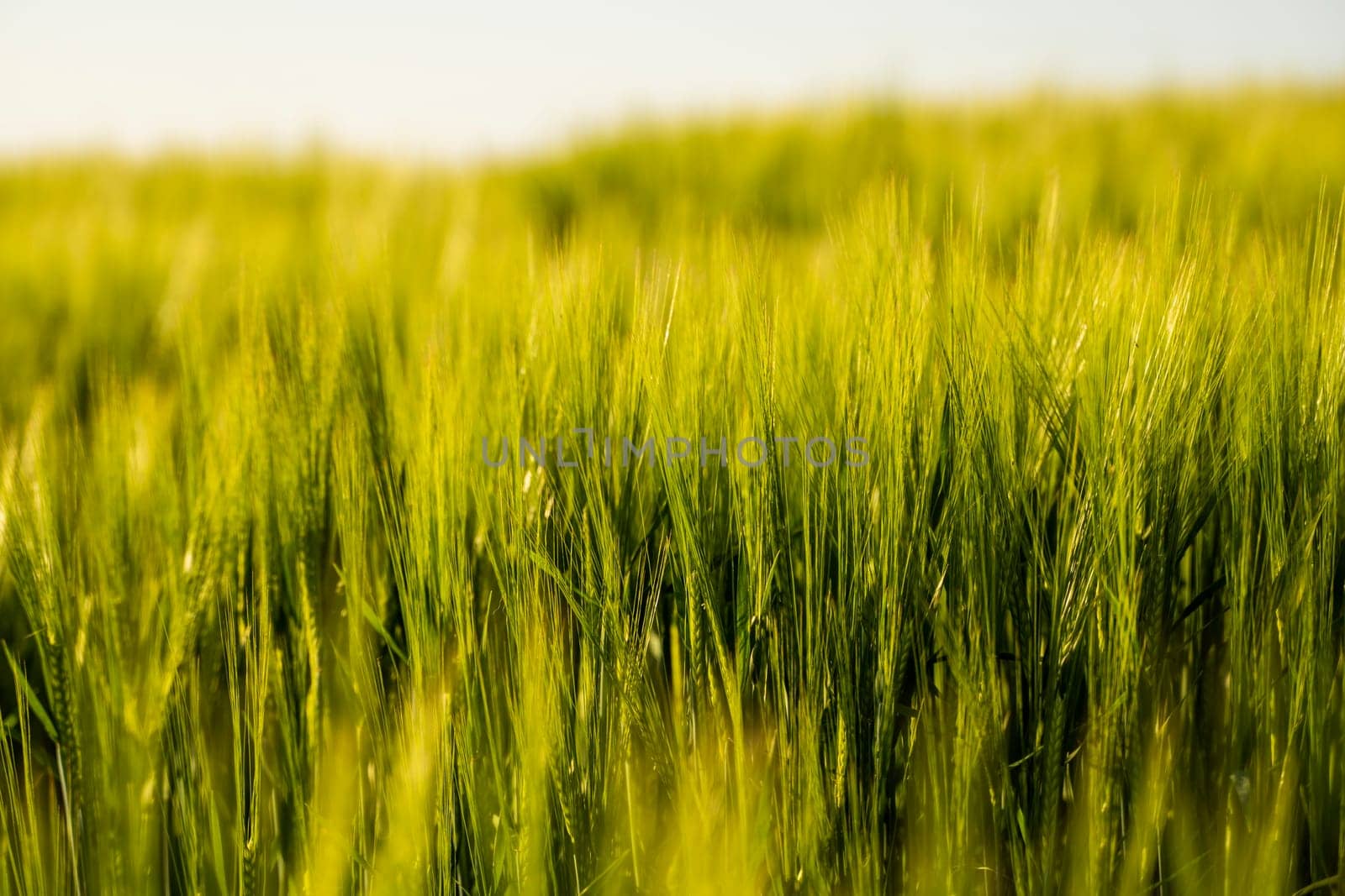 Close up green barley field under sunlight in summer. Agriculture. Cereals growing in a fertile soil