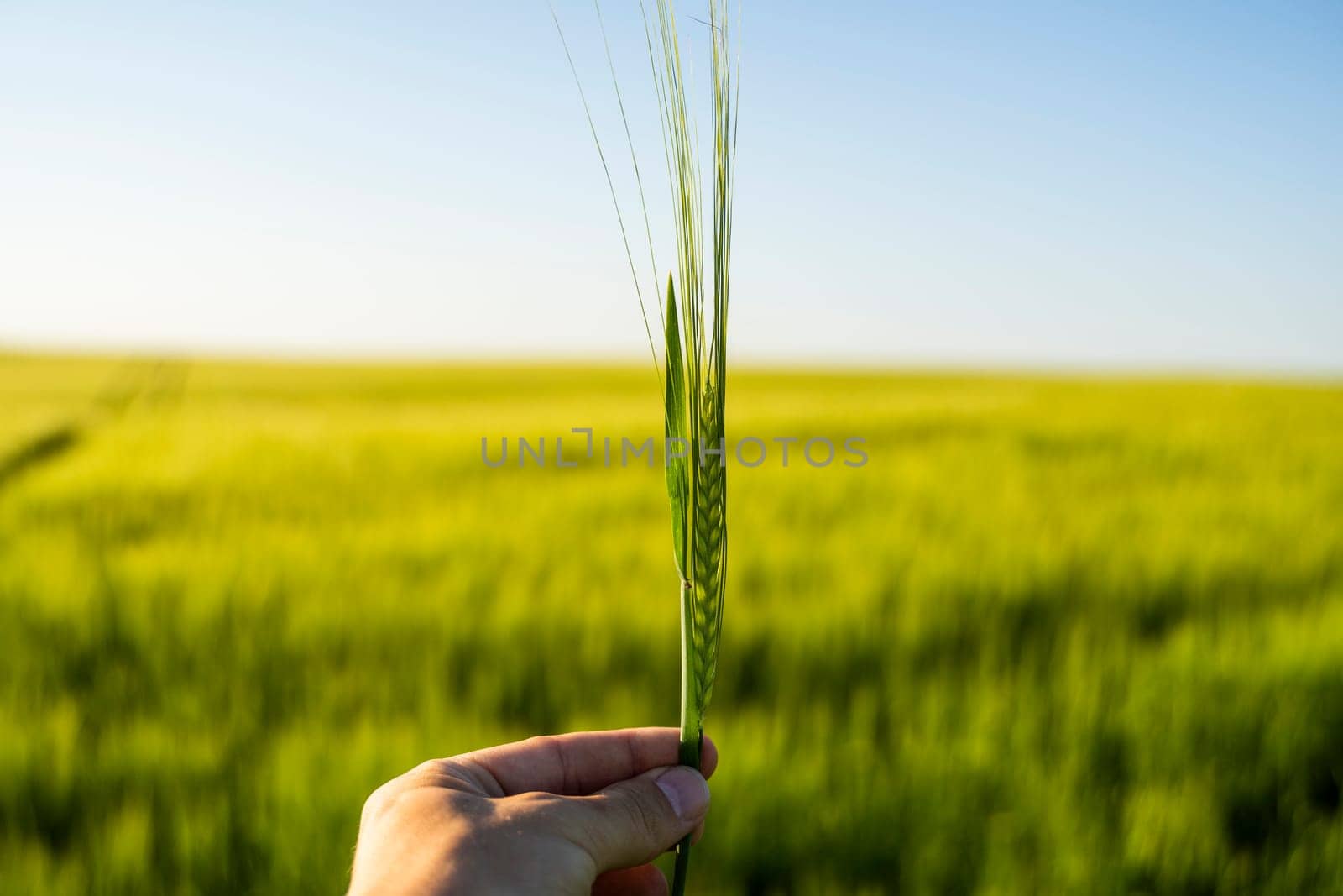Farmer's holds ears of barley on field under sun, inspecting his harvest. Farmer man walks through wheat field, touching green ears of barley