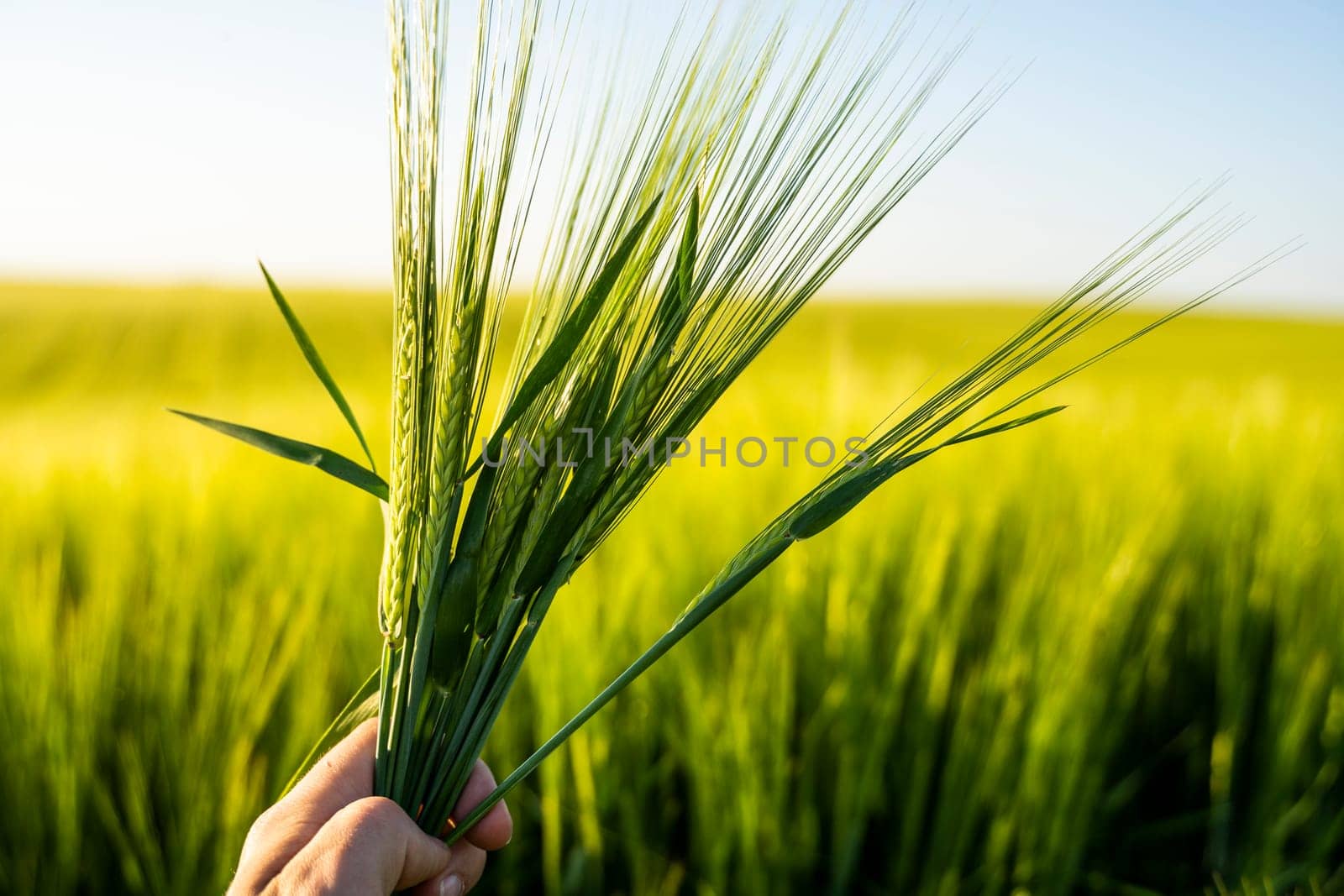 Close up Green barley ears spikes with a agricultural barley field on background. Green unripe cereals. The concept of agriculture, healthy eating, organic food