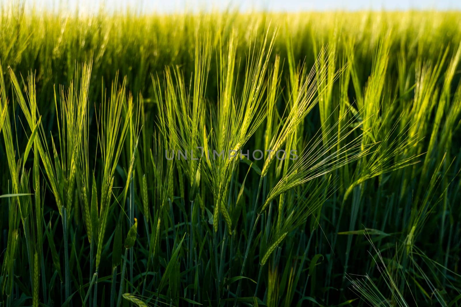 Young barley ears illuminated by sunlight. Concept of a good harvest in an agricultural field. by vovsht
