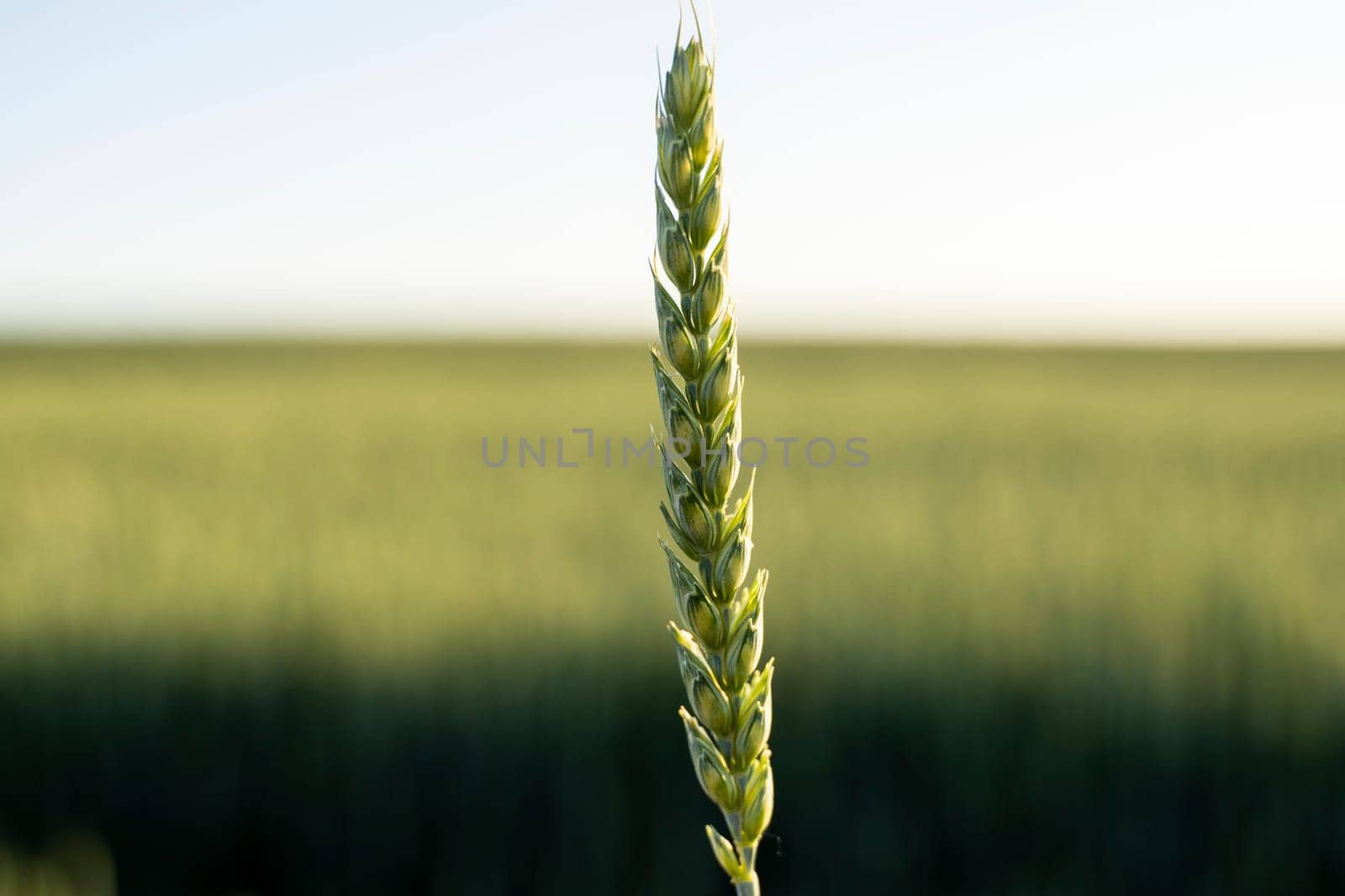 Macro green wheat ear growing in agricultural field. Green unripe cereals. The concept of agriculture, healthy eating, organic food. by vovsht