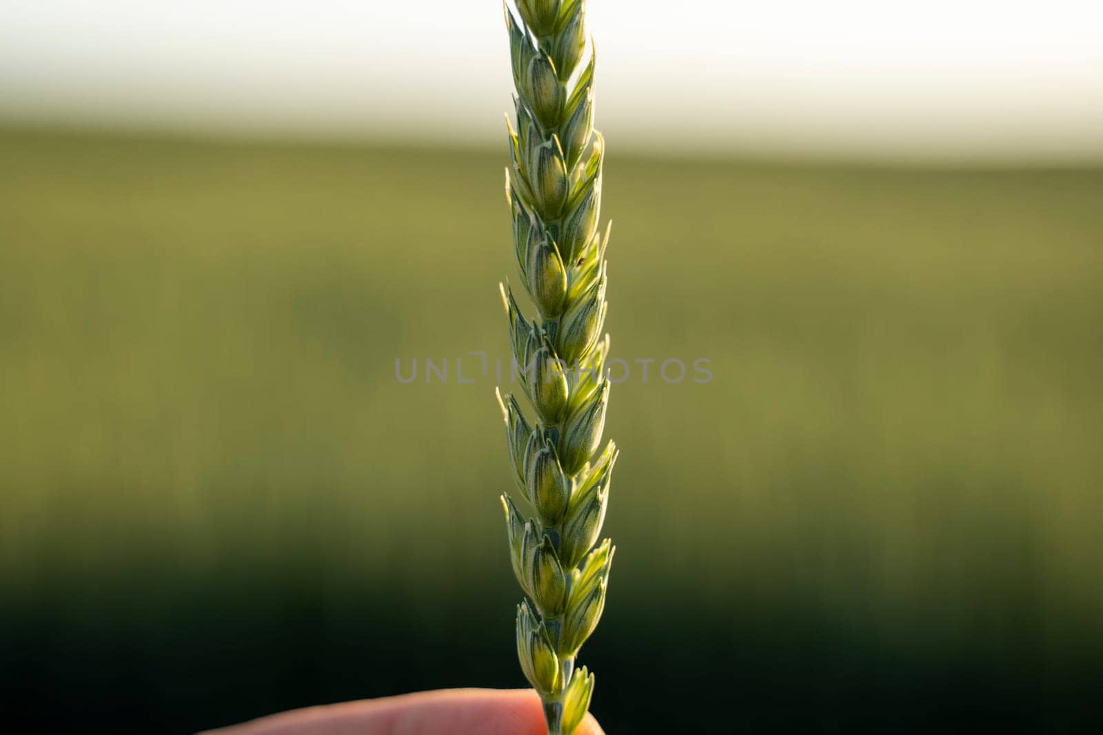 Macro green wheat ear growing in agricultural field. Green unripe cereals. The concept of agriculture, healthy eating, organic food