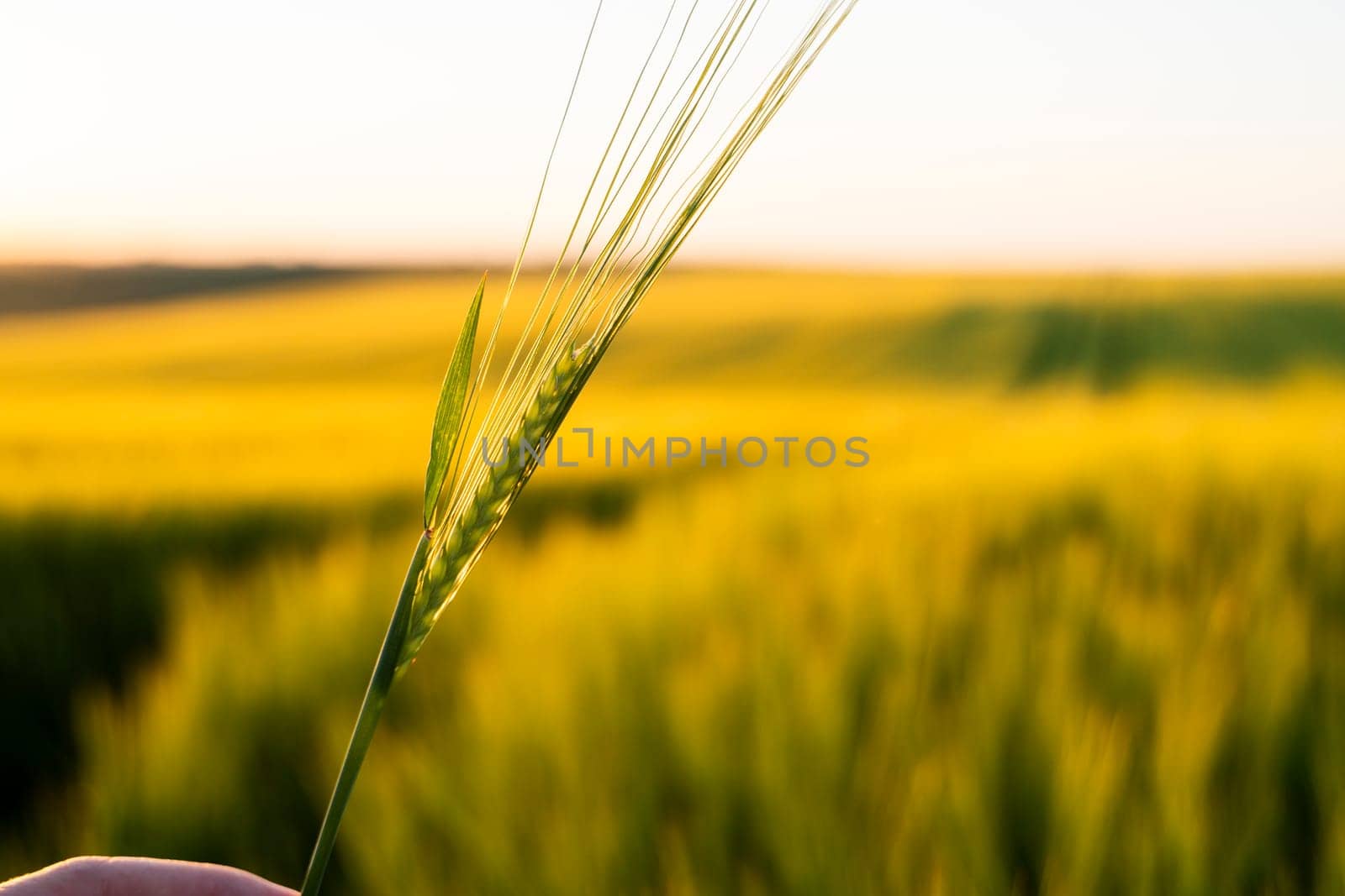 Green barley on a agricultural field. Green unripe cereals. The concept of agriculture, healthy eating, organic food