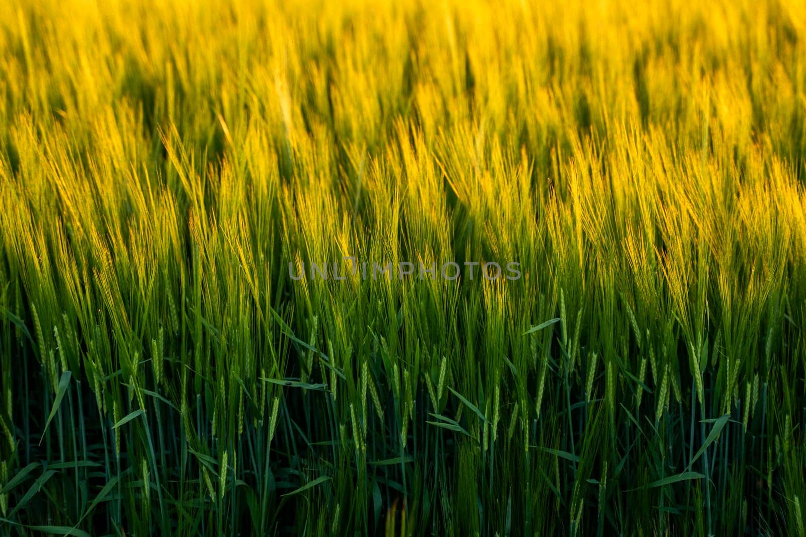 Green barley on a agricultural field. Green unripe cereals. The concept of agriculture, healthy eating, organic food. by vovsht