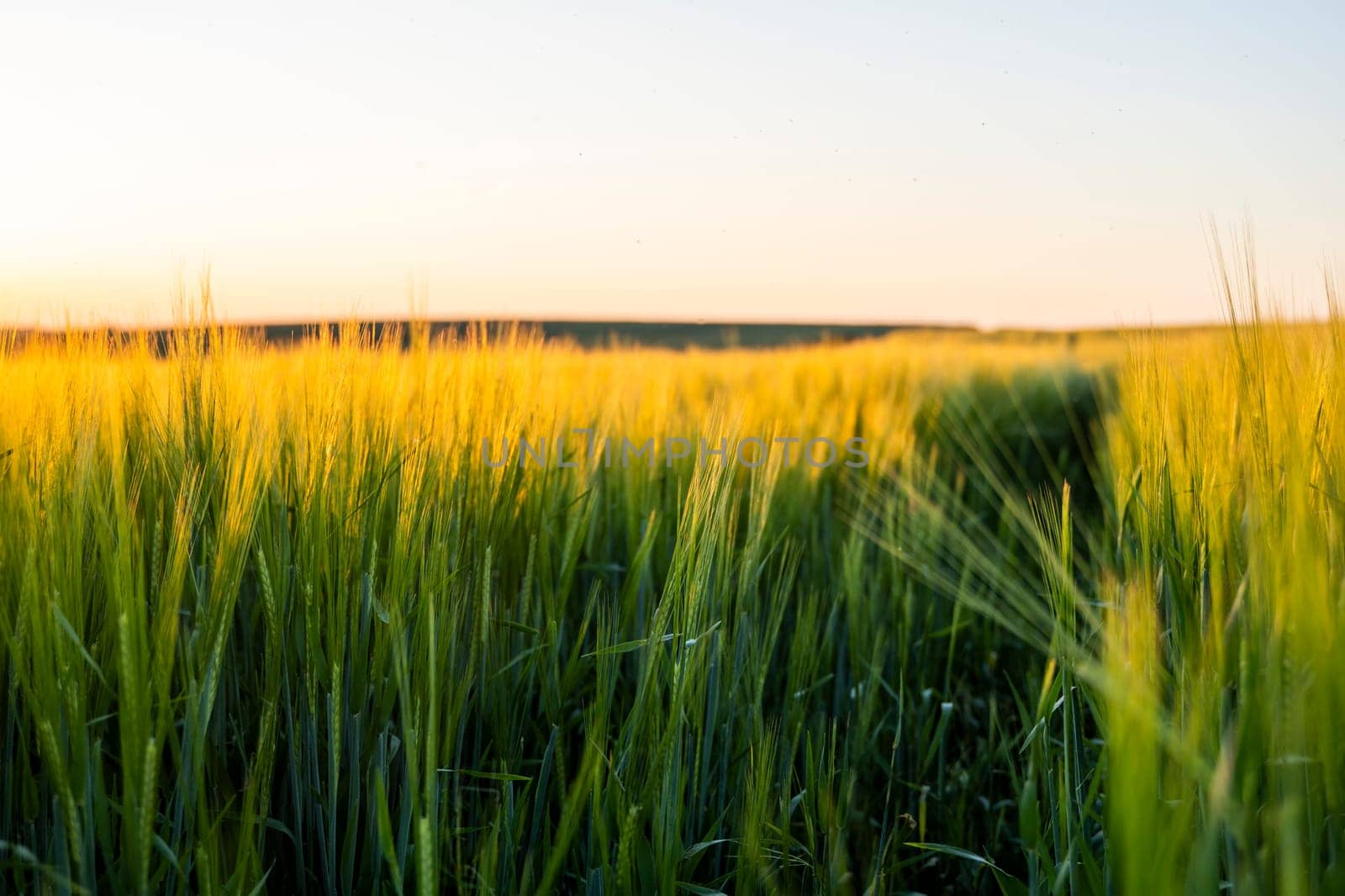Barley field against the blue sky. Ripening ears of barley field and sunlight. Crops field. Field landscape. by vovsht