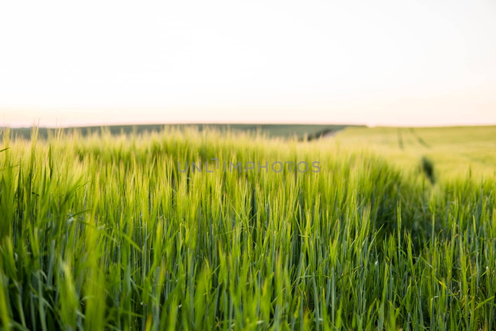 Young green barley growing in agricultural field in spring. Unripe cereals. The concept of agriculture, organic food. Barleys sprout growing in soil. Close up on sprouting barley in sunset