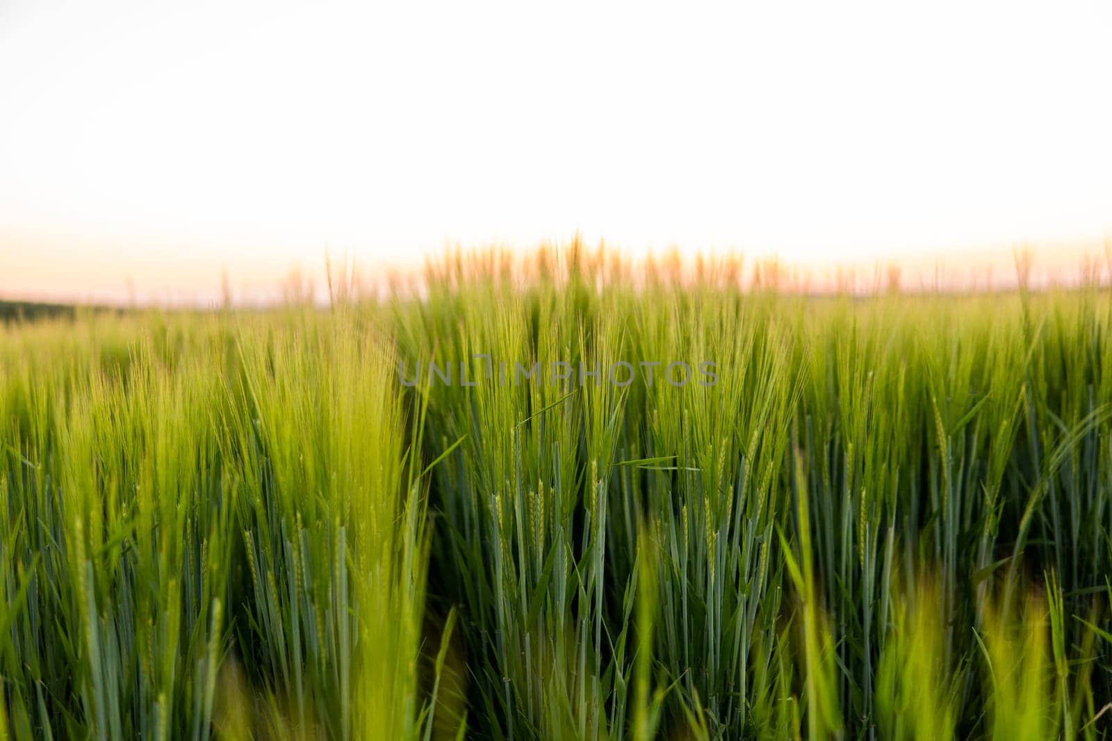 Green barley field under sunlight in summer. Agriculture. Cereals growing in a fertile soil