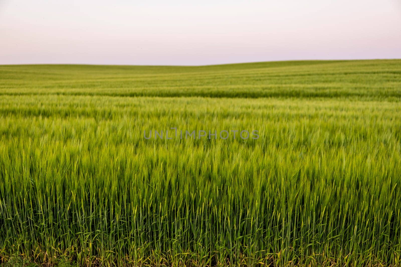 Rich harvest concept. Agriculture. Close up of juicy fresh ears of young green barley on nature in summer field with a blue sky. Background of ripening ears of barley field