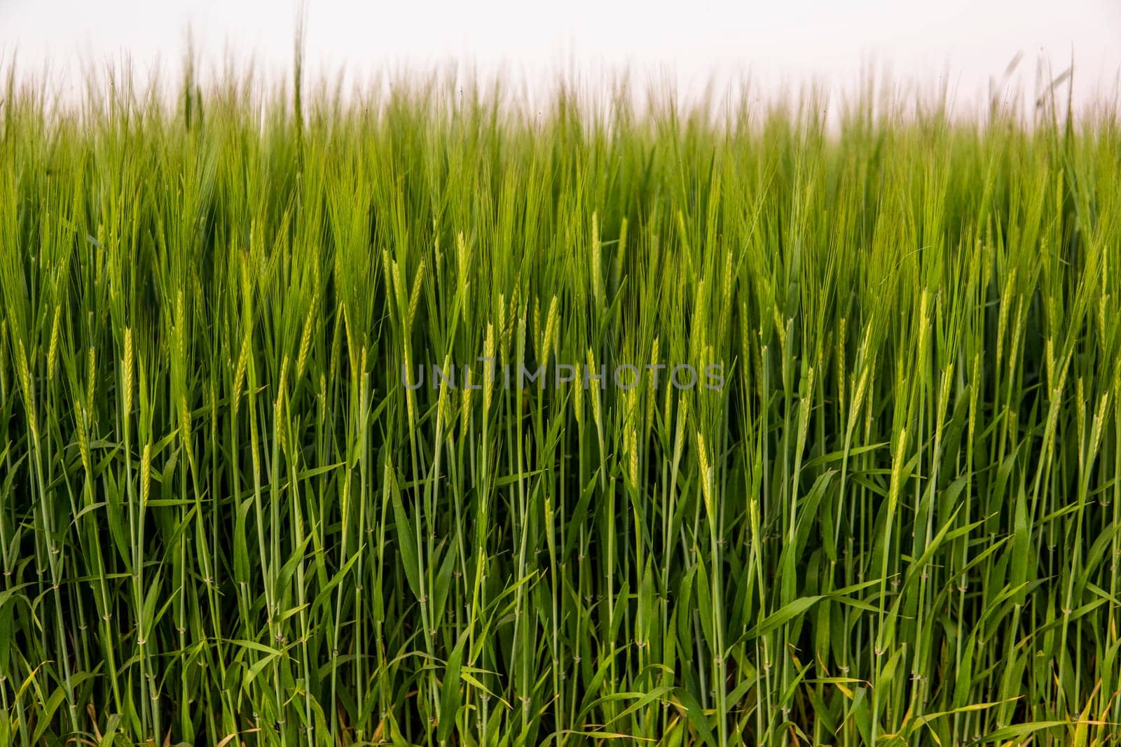 Ears of green barley close up. Background of ripening ears of barley field. Rich harvest concept. Agriculture. Juicy fresh ears of young green barley on nature in summer field with a blue sky