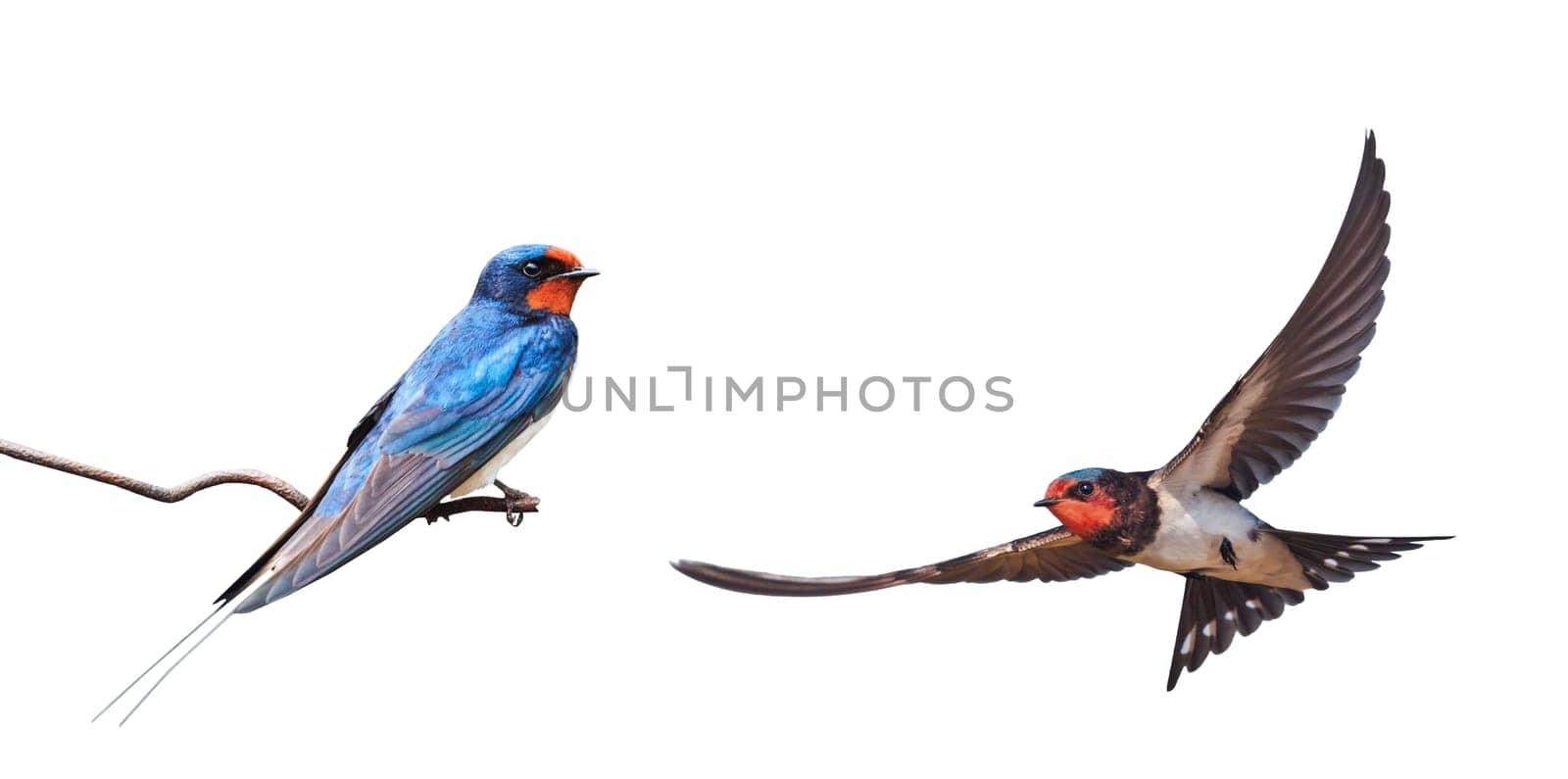 barn swallow on a wire and a swallow in flight, birds in spring