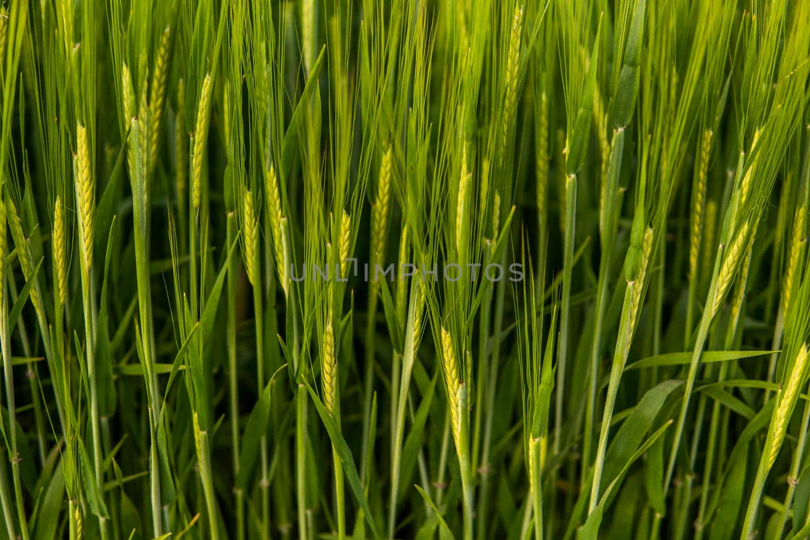 Rich harvest concept. Agriculture. Close up of juicy fresh ears of young green barley on nature in summer field with a blue sky. Background of ripening ears of barley field