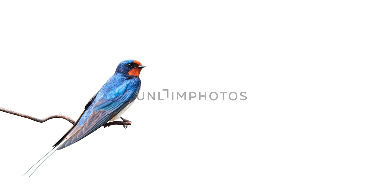 barn swallow on a wire isolated on white, birds in spring