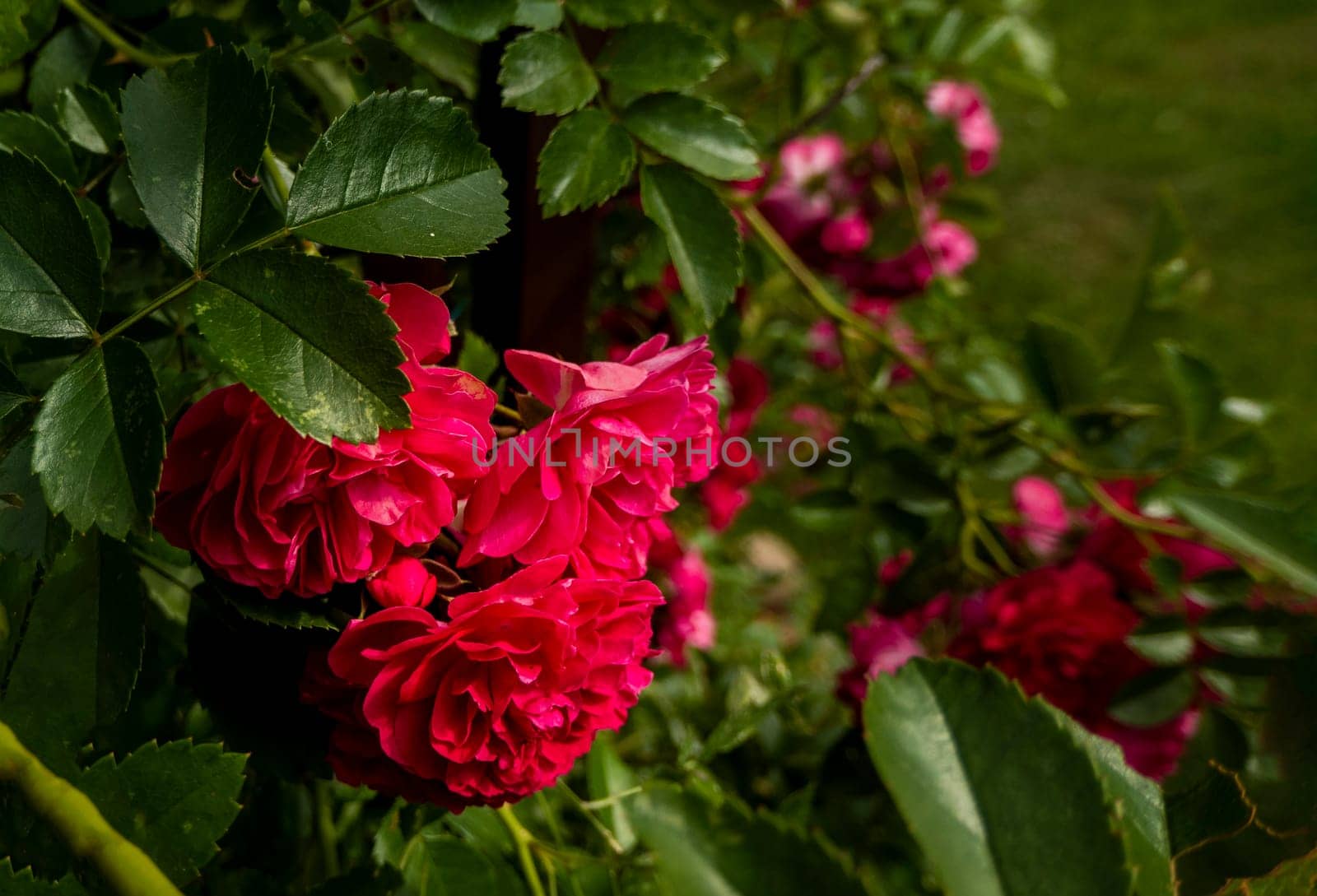 Close up of the informal repeat-flowering garden rose. Beautiful roses on dark background. Lush bush of pink roses with dark vignette. Romantic luxury background or wallpaper. beautiful floral postcard with trailing roses and mouse peas