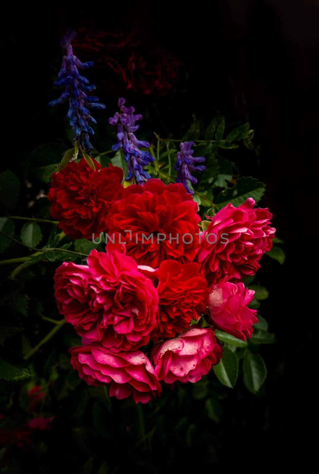 Close up of the informal repeat-flowering garden rose with lavender. Beautiful roses on dark background. Lush bush of pink roses with dark vignette. Romantic luxury background or wallpaper. beautiful floral postcard with trailing roses and mouse peas