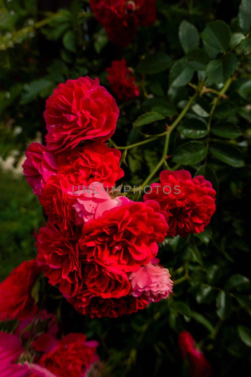 Close up of the informal repeat-flowering garden rose. Beautiful roses on dark background. Lush bush of pink roses with dark vignette. Romantic luxury background or wallpaper. beautiful floral postcard with trailing roses and mouse peas