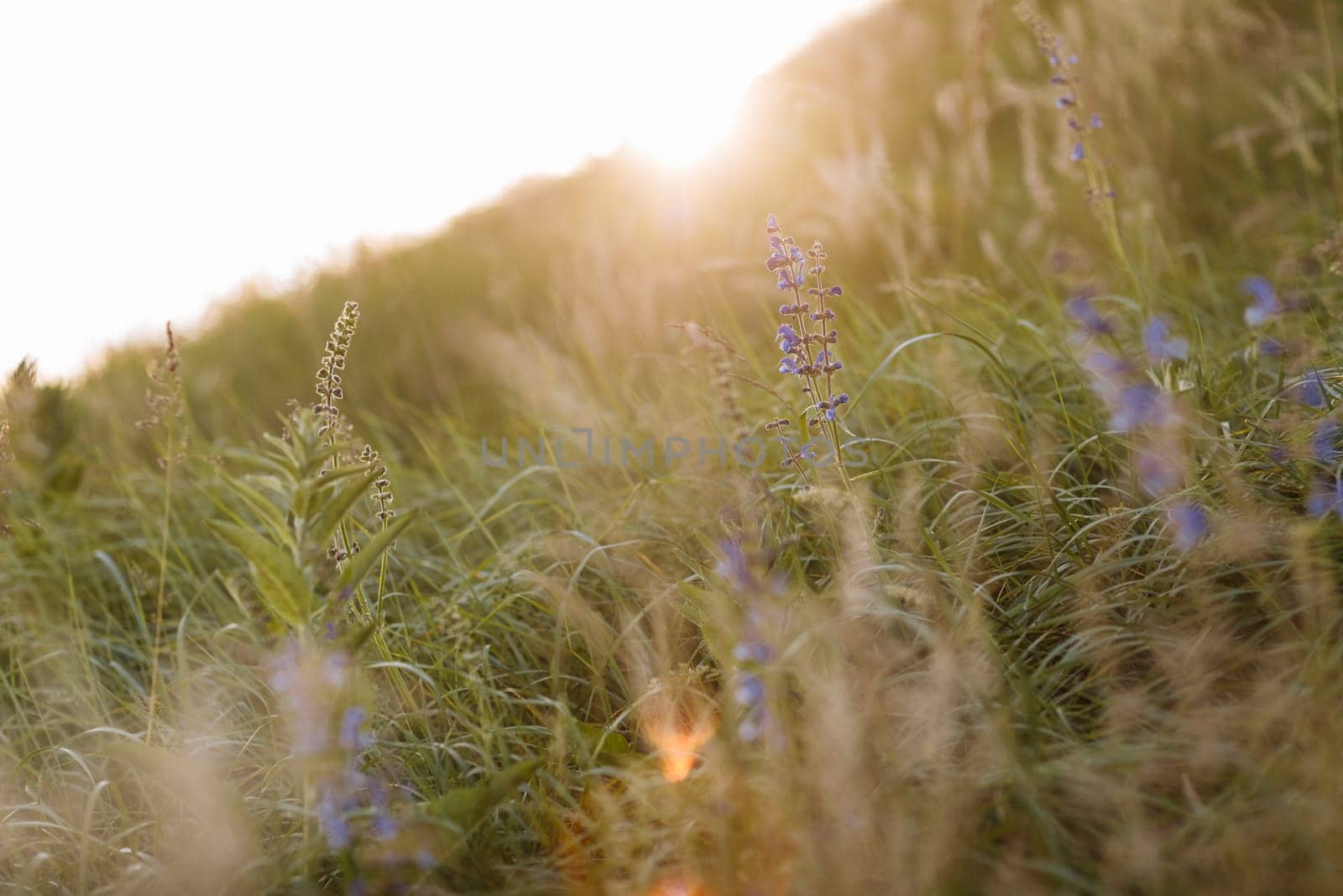 Selective soft focus of dry grass, violet blue vibrant wildflowers, stalks blowing in the wind at golden sunset light, blurred hills on background, copy space. Nature, summer, grass concept