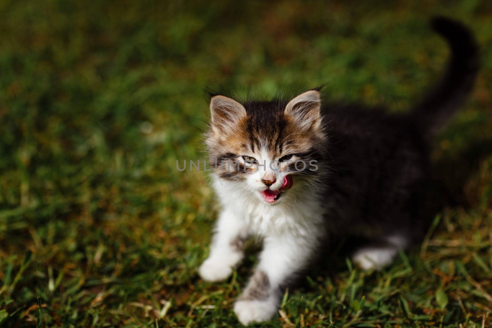 Little ripple Kitten washes his face on the grass in the garden. spring sunny day.