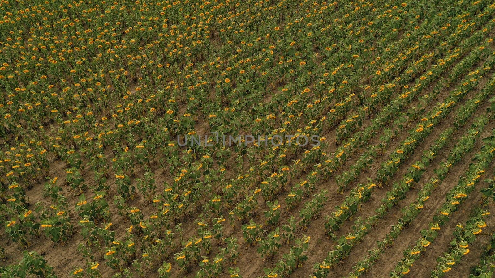 Aerial view of a big sunflower field blooming with a beautiful golden color