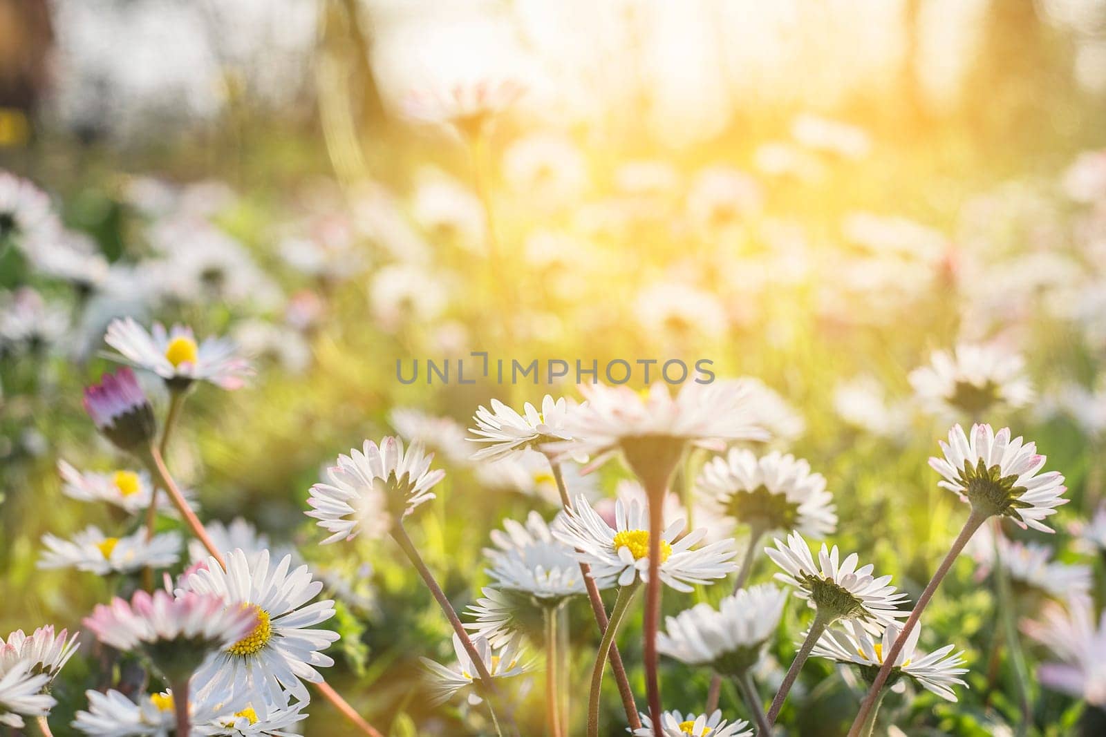 Fresh daisies in the field at sunset.