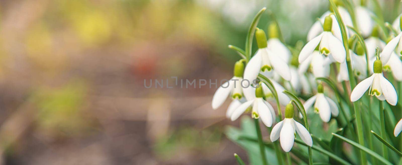 Snowdrops bloom in the garden. Selective focus. by yanadjana
