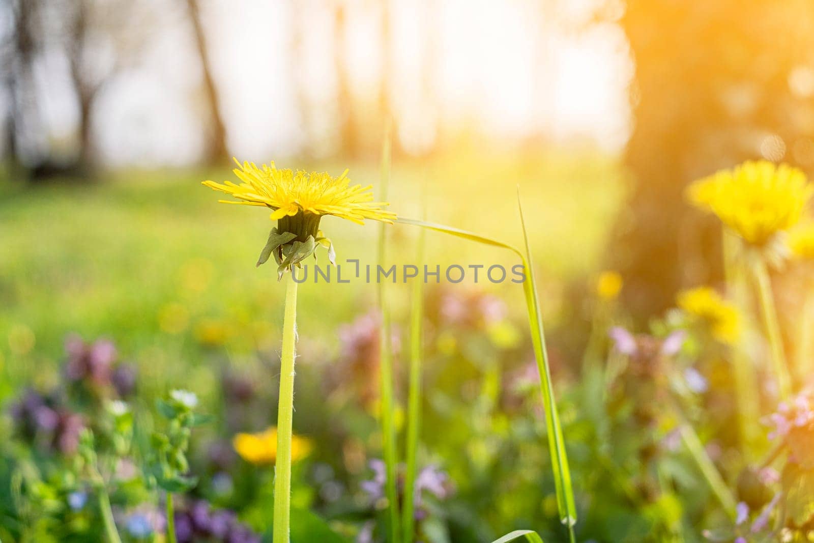 Yellow dandelion in the field at sunset.