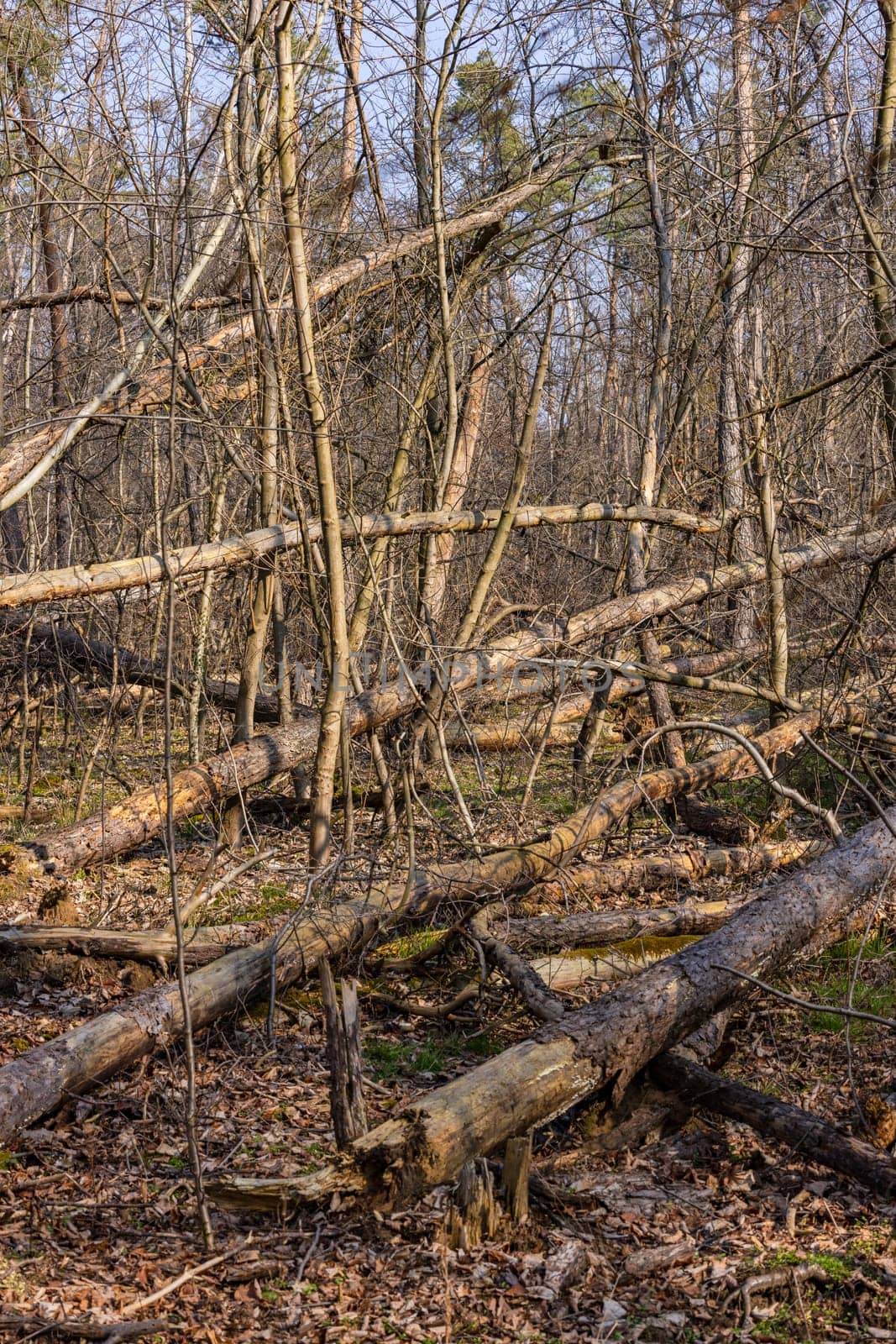 Fallen and uprooted trees in a forest damaged by drought and insect infestation