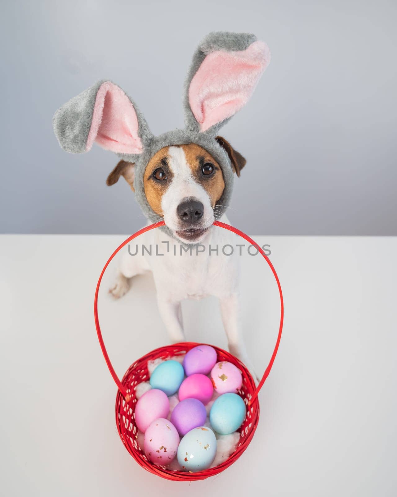 Top view of cute jack russell terrier dog in a bunny rim holding a basket with painted easter eggs on a white background. by mrwed54