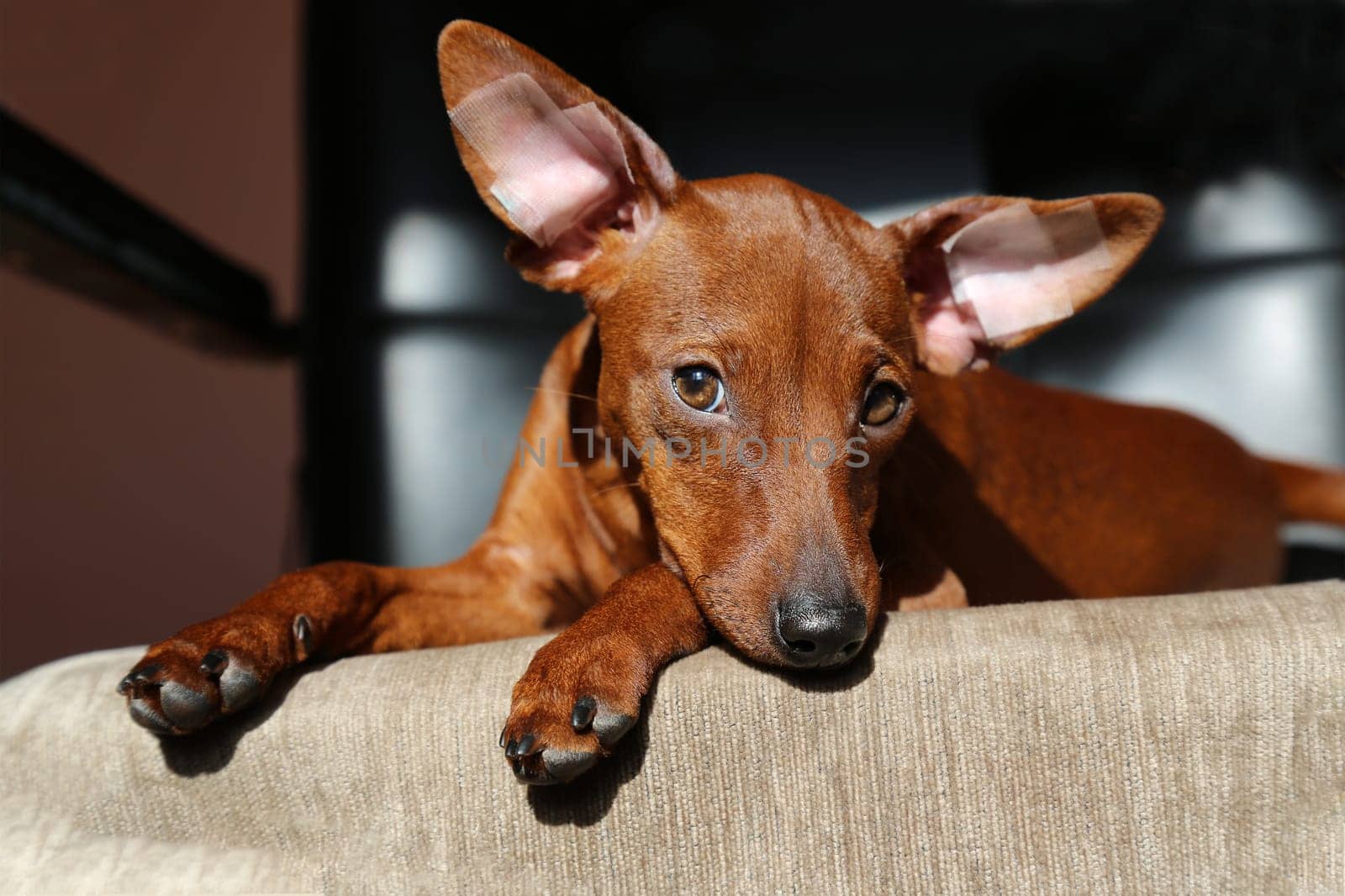 The animal is posing for a portrait and looking directly at the camera, which captures is adorable expression. The poet's fire is soft and fluffy, with distinct markings that show off its unique breed