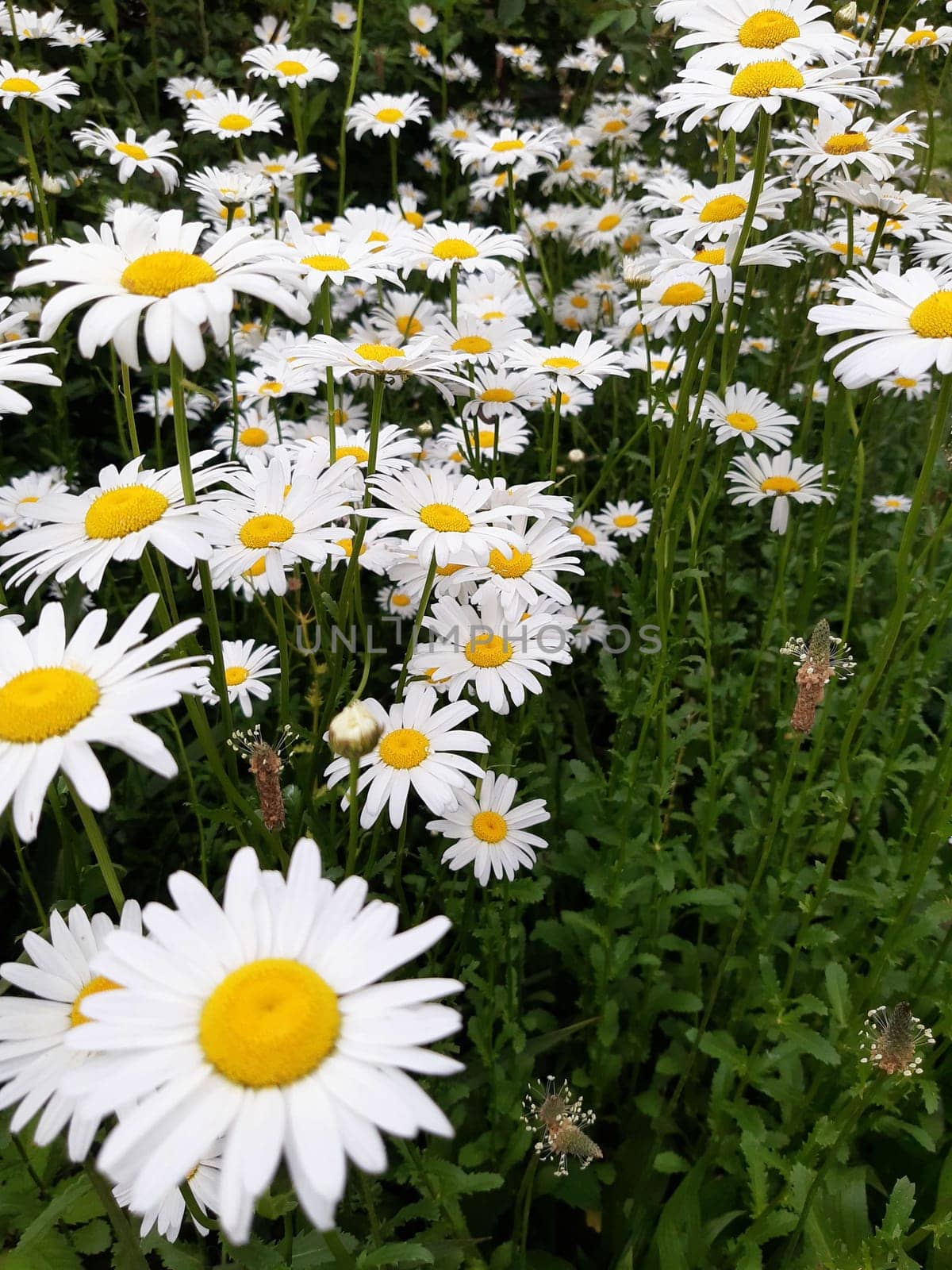 Daisies in the morning on a spring meadow by Endusik