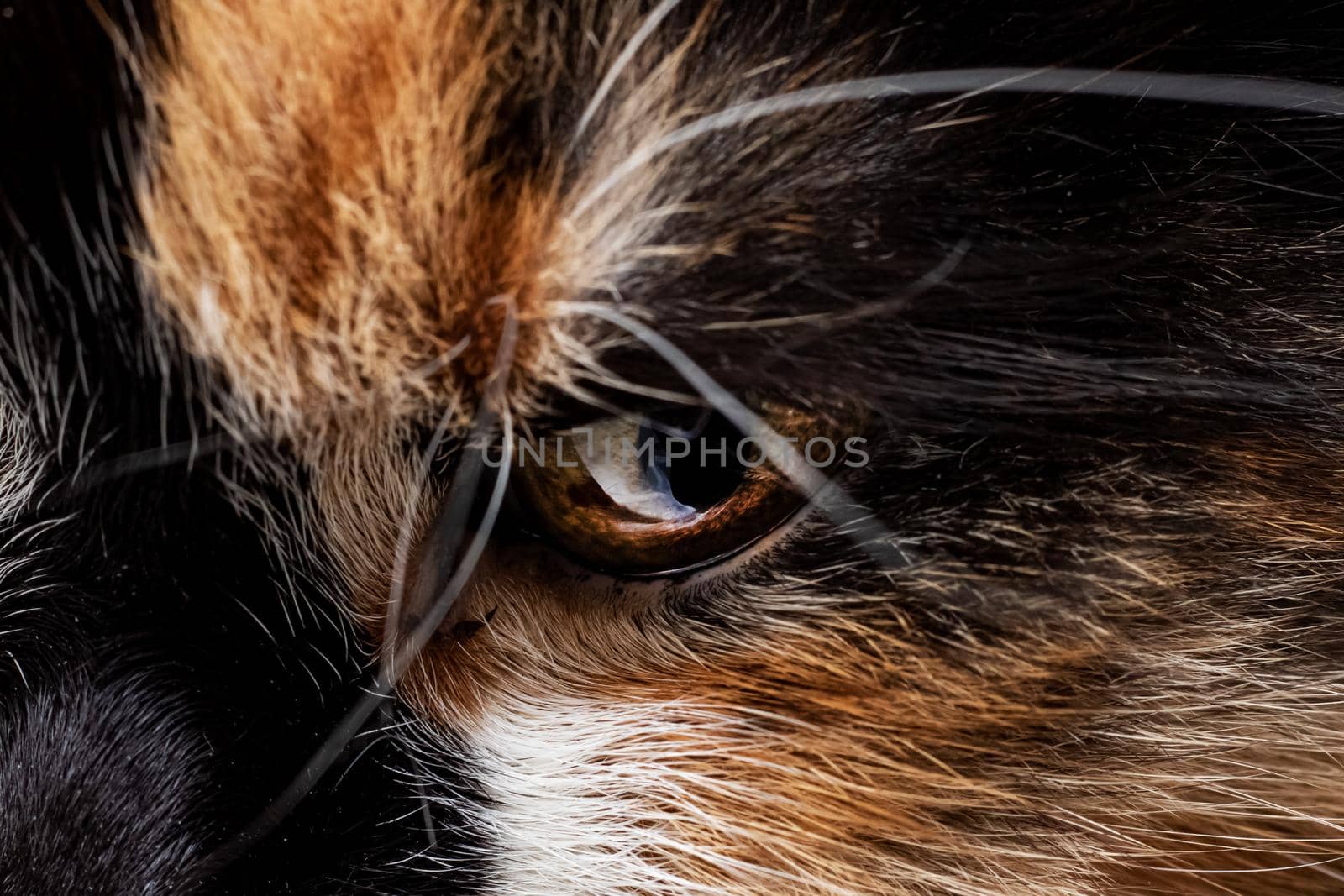 Yellow eye of a tricolor cat, close up portrait