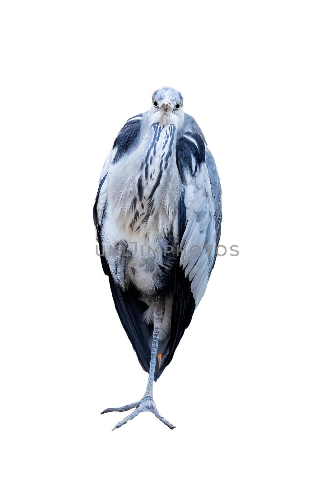 Heron stands on one leg isolated on white background