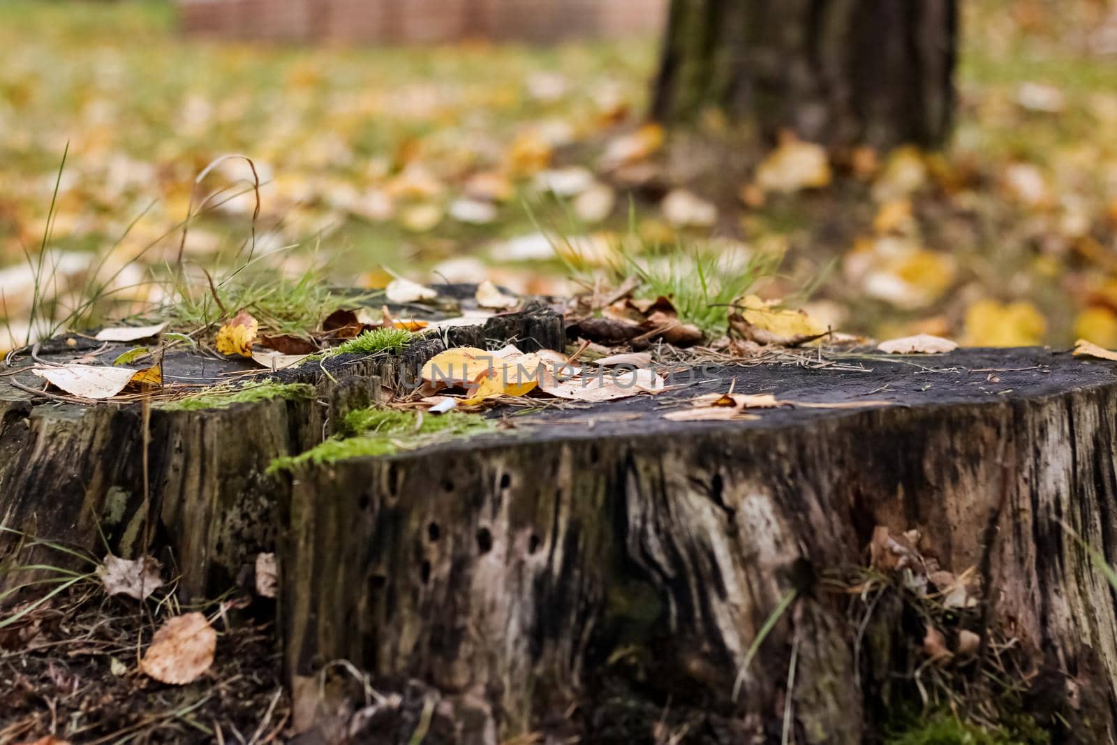 Yellow maple leaves on the ground and stump by Vera1703