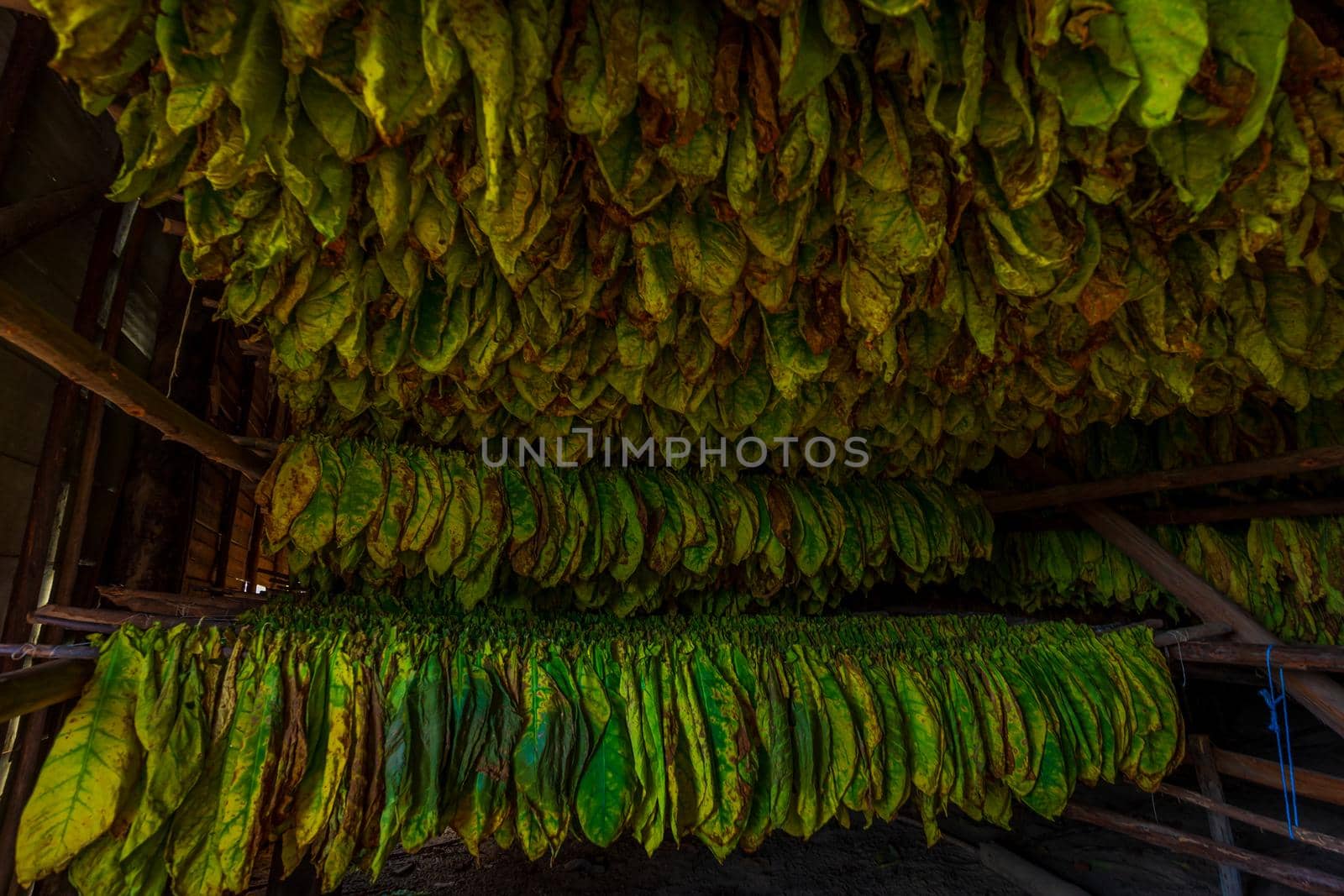 Tobacco leaves left hanging to dry inside a tobacco drying shed in Finca Montesino, Pinar del Rio, Cuba