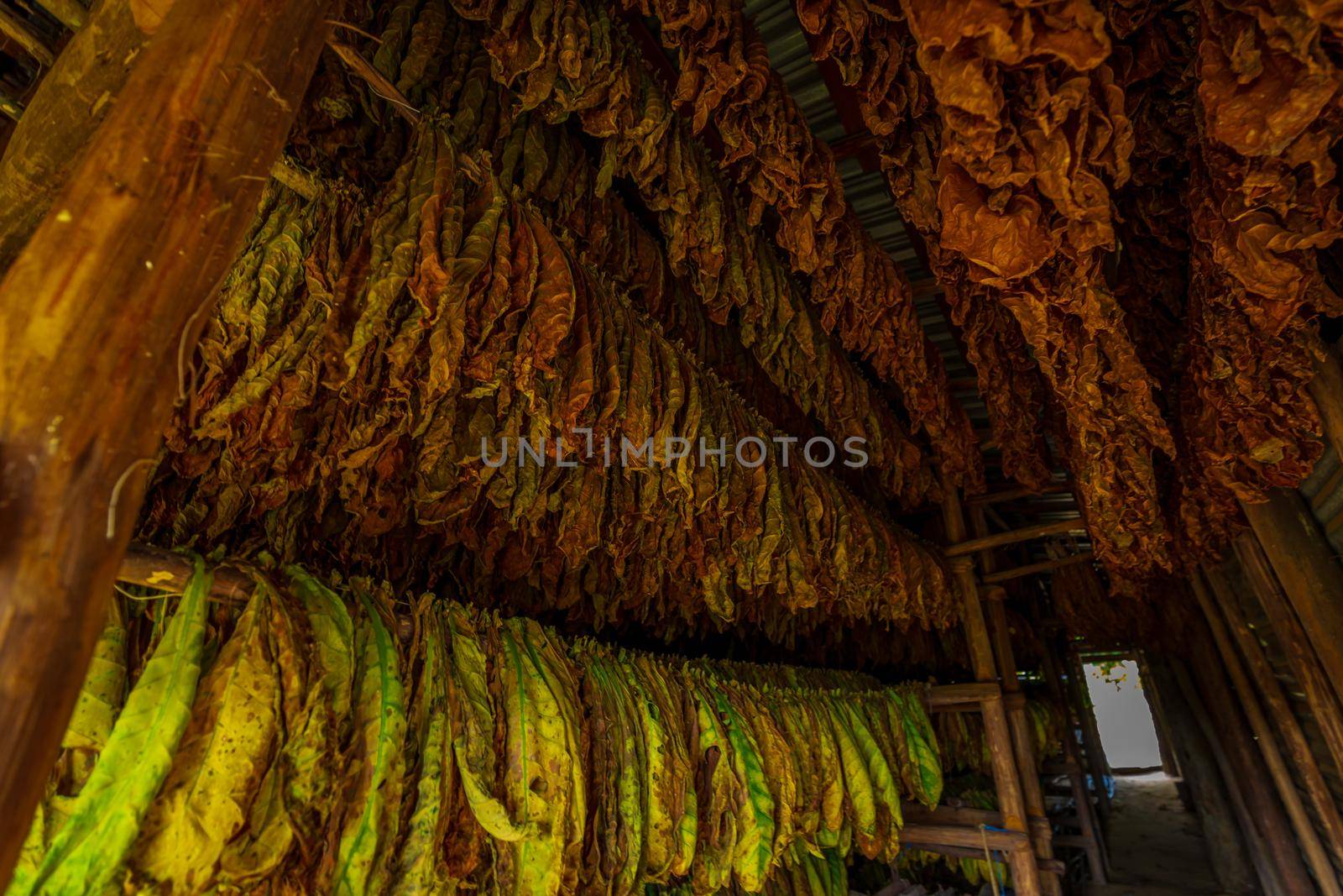 Tobacco leaves left hanging to dry inside a tobacco drying shed in Finca Montesino, Pinar del Rio, Cuba