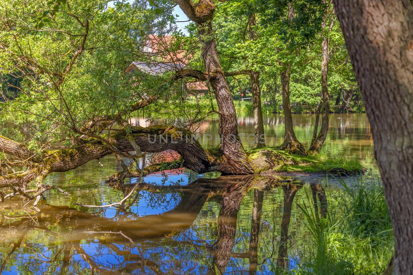 river, tree, reflection of trees in the water in the park of weissenstein castle Germany, Bavaria, Weissenstein Palace in Pommersfelden  by seka33