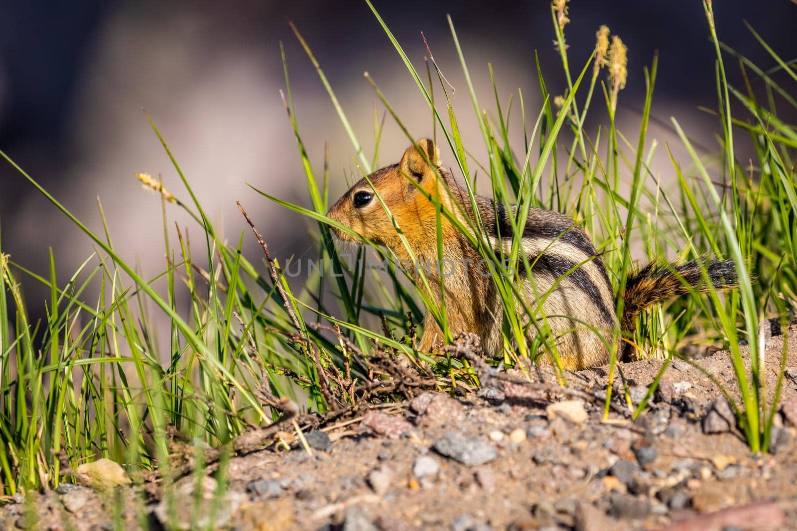 Golden Mantled ground squirrel at Crater Lake National Park