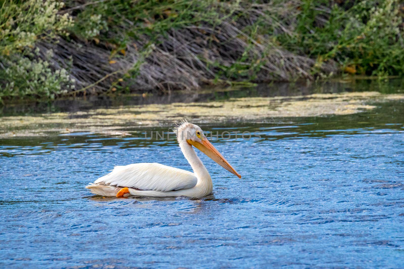 American White Pelican swimming in water by gepeng