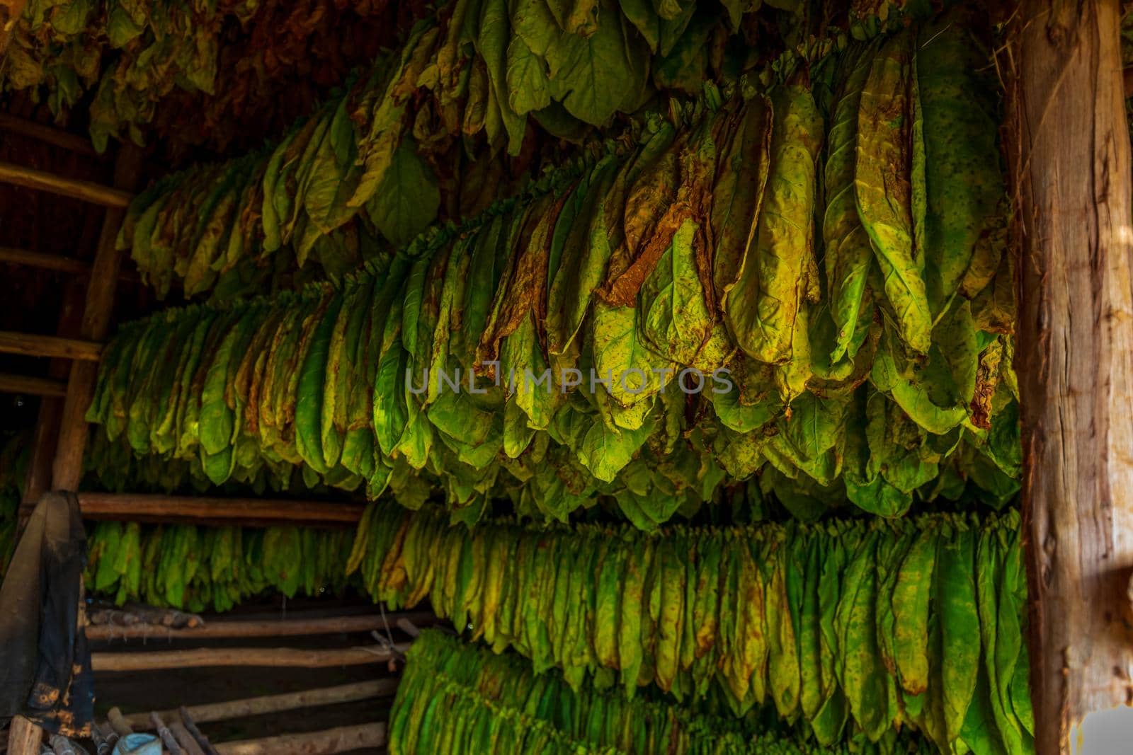 Tobacco leaves hanging in drying shed by gepeng
