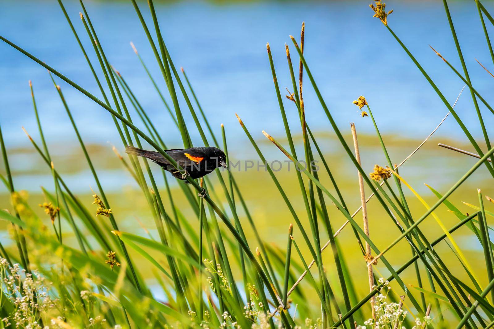 A male Red-winged Blackbird is perching on reed in the wind