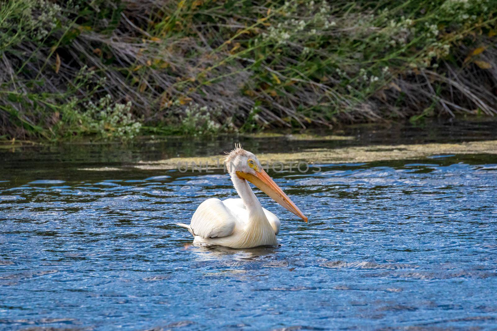 American White Pelican swimming in water by gepeng