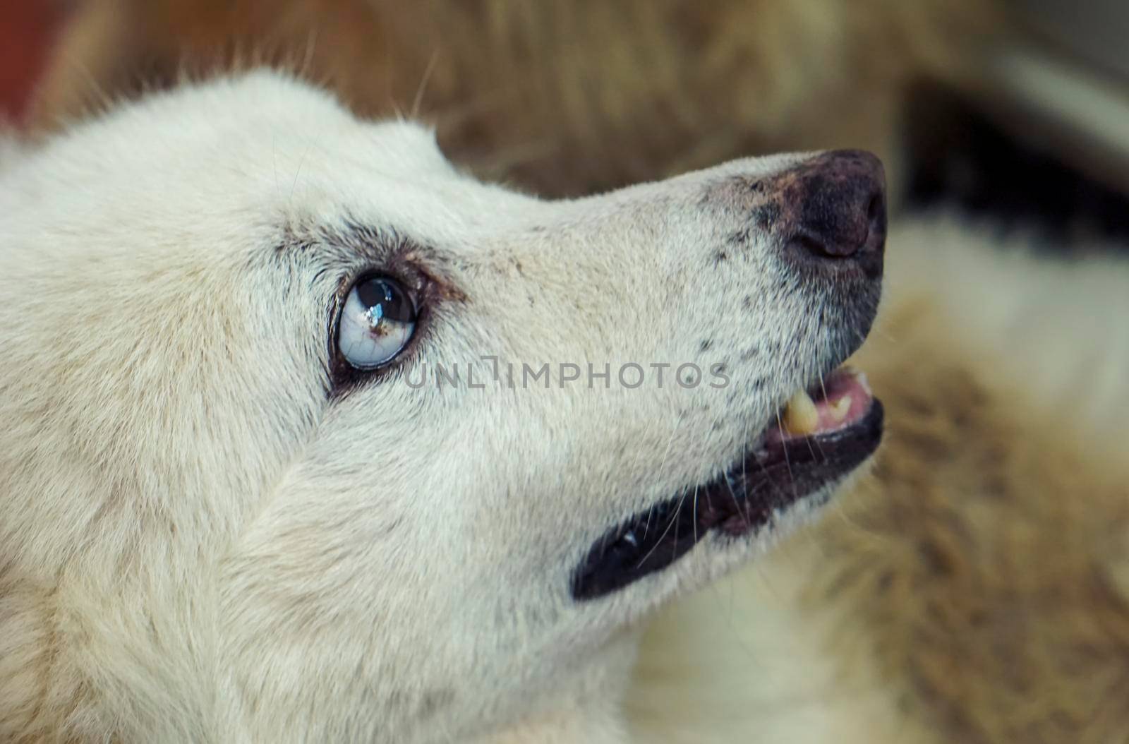 White dog head It's looking at the side of it.
