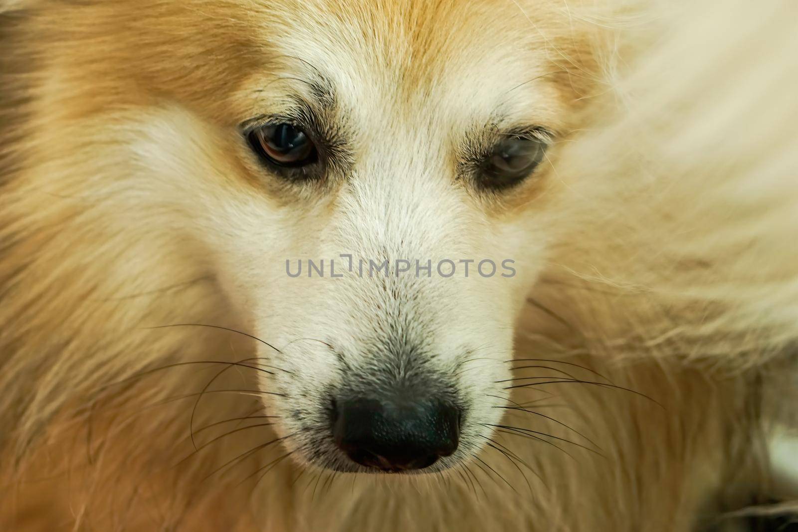 Dog head, brown and white fur. It is looking below.