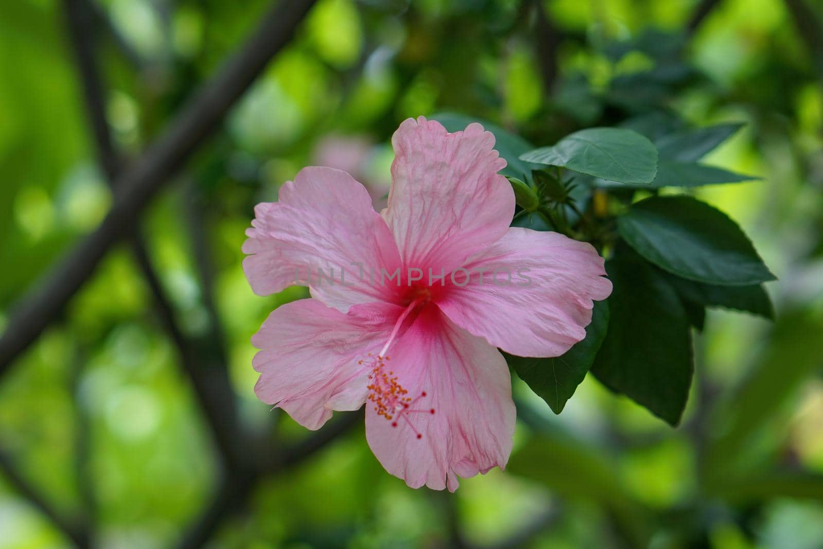 Hibiscus flowers, It is pink petals. The background is green leaves.