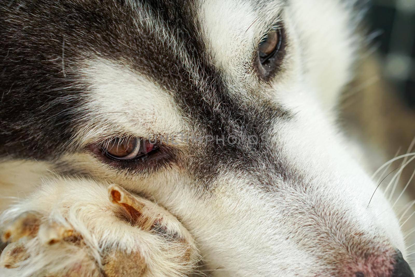 The right eye area of the Siberian dog
It has brown eyes and black and white fur.