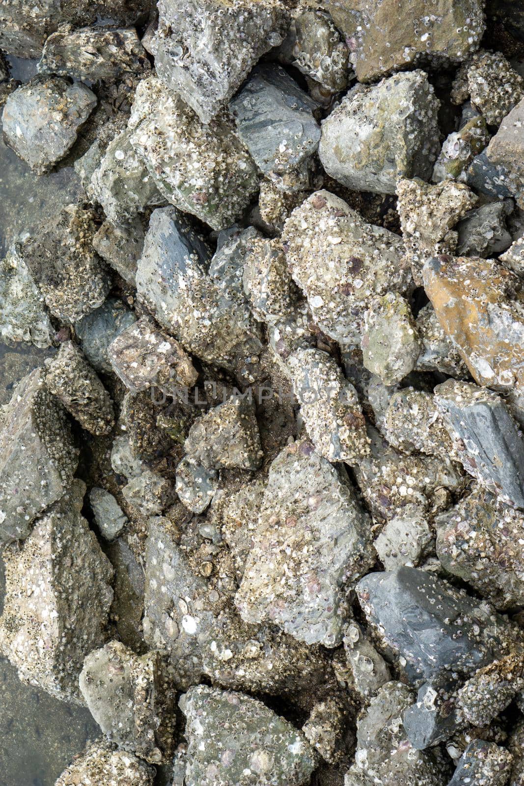 Pile of rocks by the sea There are many small clams attached and embedded.