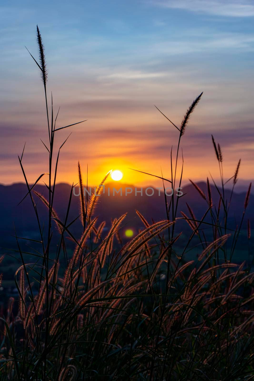 Sunset behind the mountain Flowers, trees and grass. Sunset light hits the grass The flowers have orange light from the sun.