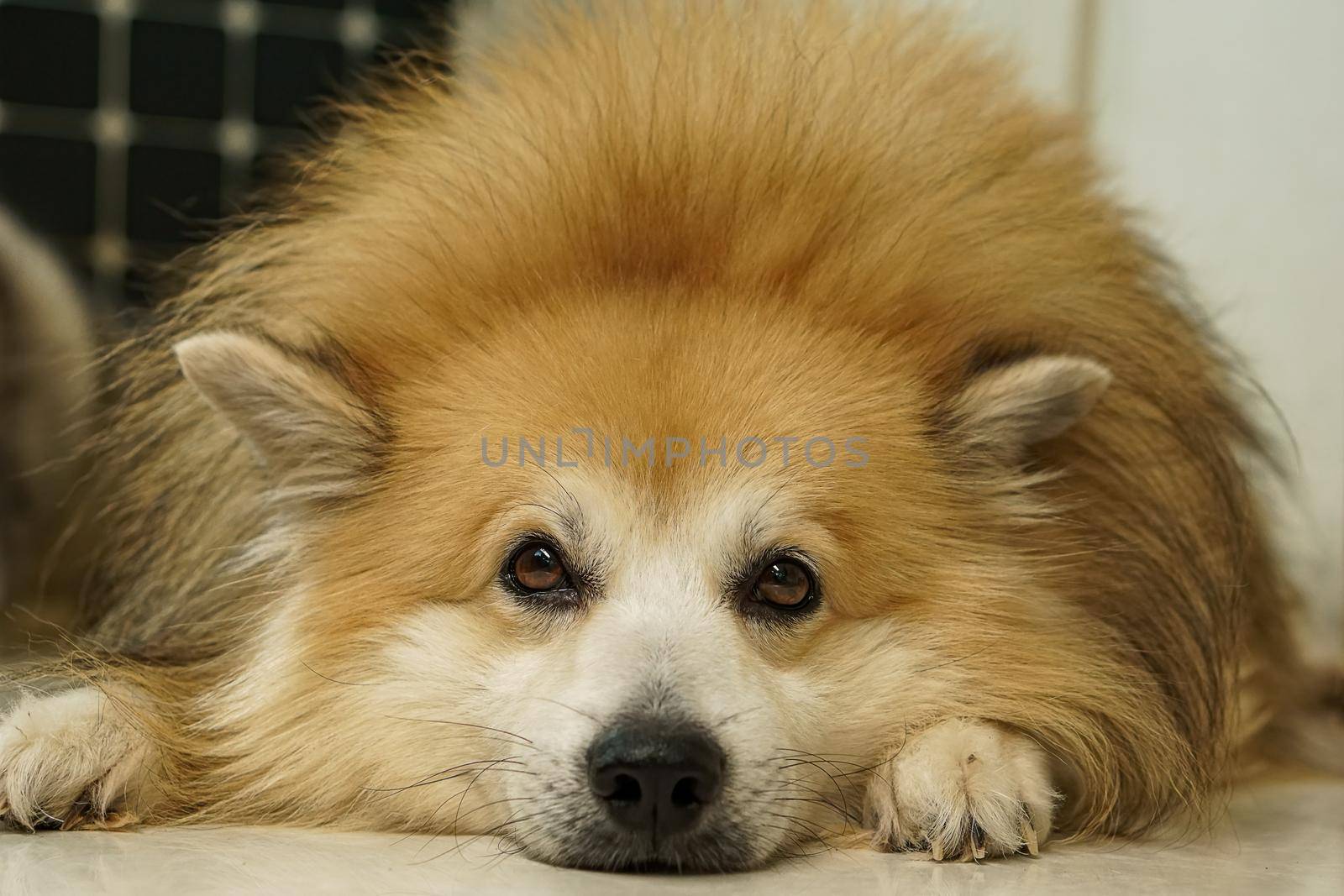 Brown fur dog It's lying down and looked at the front of it