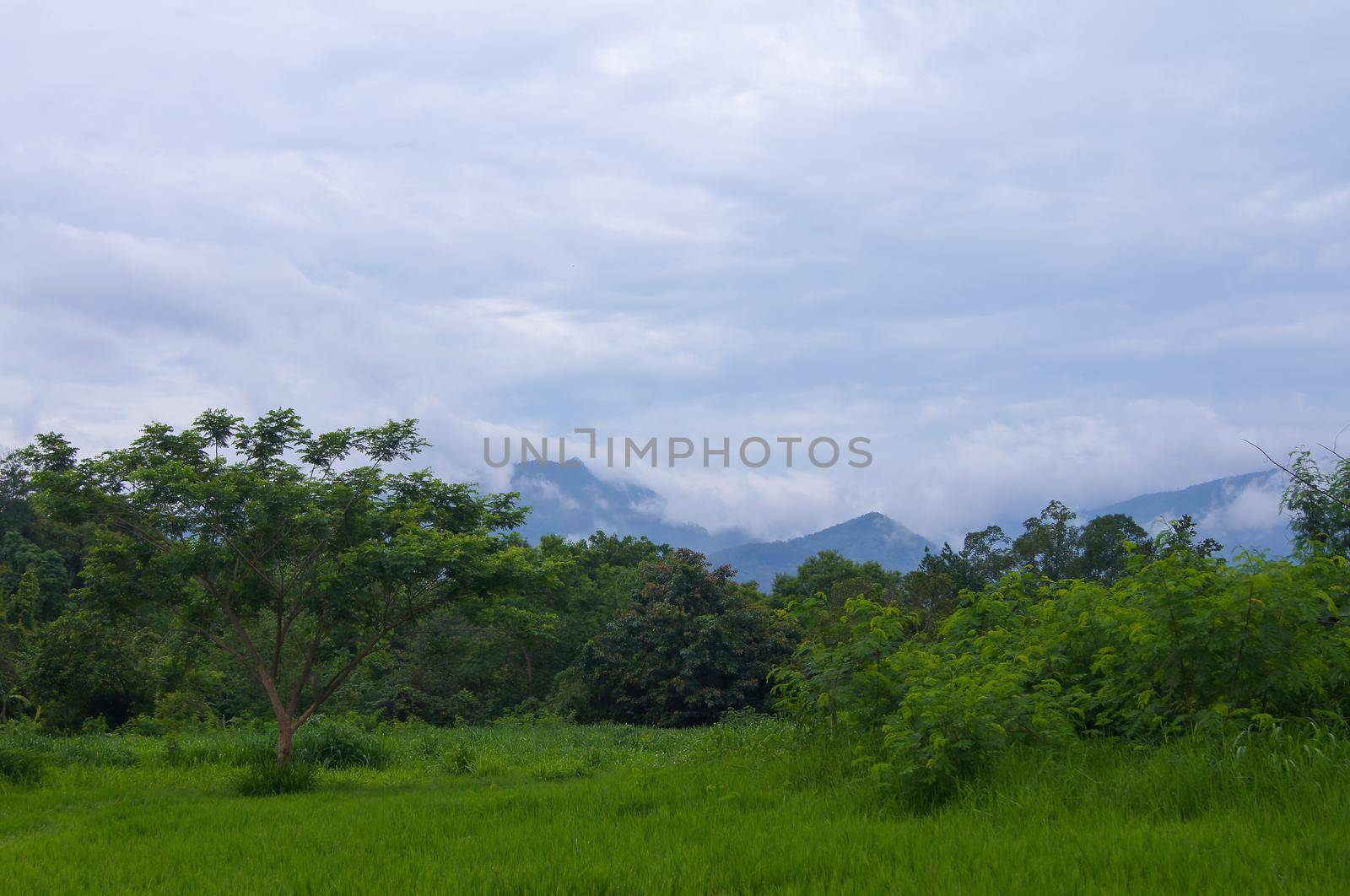 Fog on the mountain behind the green forest