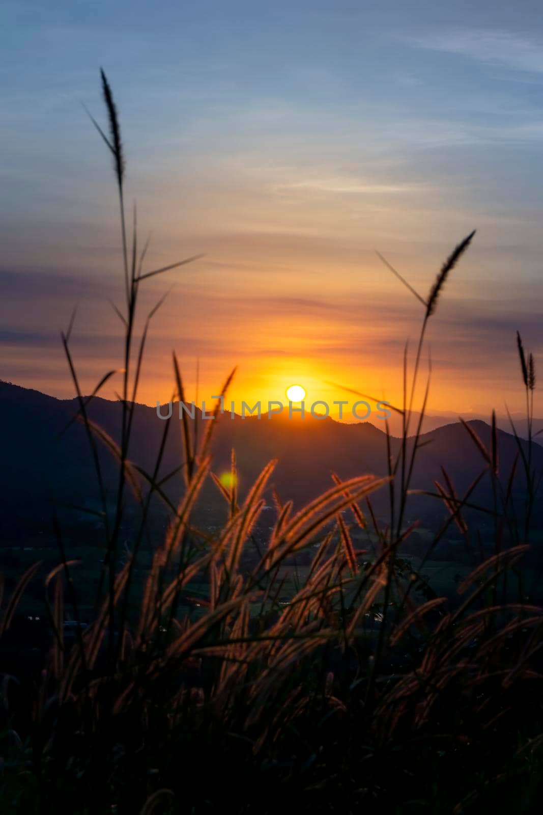 Sunset behind the mountain Flowers, trees and grass. Sunset light hits the grass The flowers have orange light from the sun.